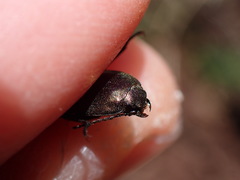 Selatosomus aeneus
