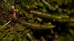 Lepidoziaceae