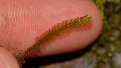 Lepidoziaceae