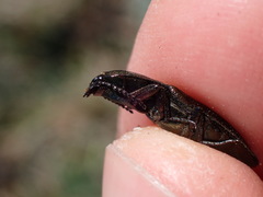 Selatosomus aeneus