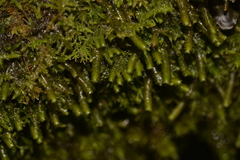 Lepidoziaceae
