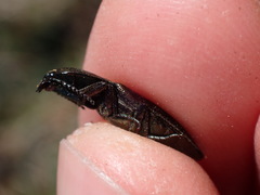 Selatosomus aeneus