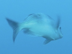 Polyamblyodon germanus