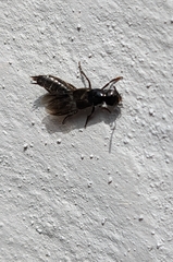 Philonthus splendens