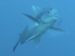 Polyamblyodon germanus