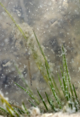 Trithuria inconspicua