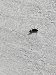 Philonthus splendens