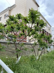 Rhus typhina