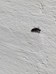 Philonthus splendens