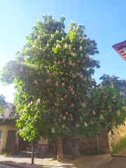 Aesculus hippocastanum