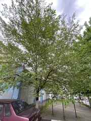 Ulmus