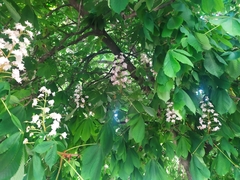 Aesculus hippocastanum