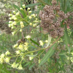 Baccharis punctulata