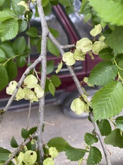 Ulmus