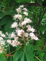 Aesculus hippocastanum