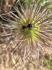 Andrena