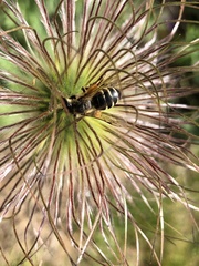 Andrena