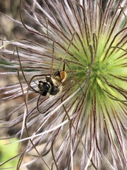 Andrena