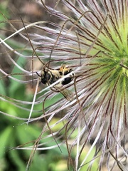 Andrena