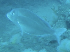 Polyamblyodon germanus