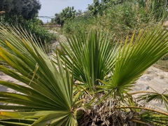 Washingtonia filifera
