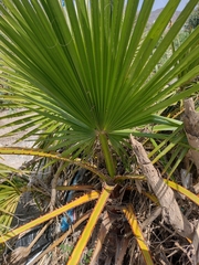 Washingtonia filifera