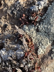 Dudleya parva