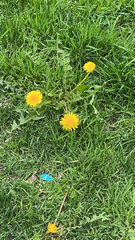 Taraxacum officinale