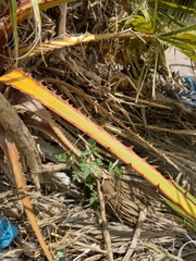 Washingtonia filifera