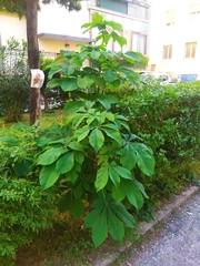 Aesculus hippocastanum