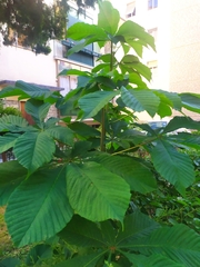 Aesculus hippocastanum