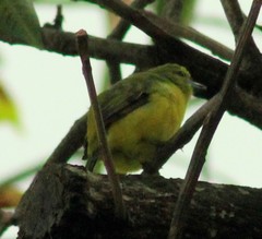 Euphonia laniirostris