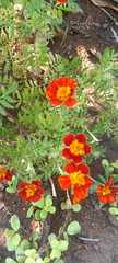 Tagetes patula