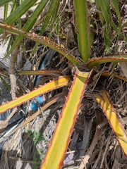 Washingtonia filifera