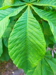 Aesculus hippocastanum