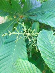 Aesculus hippocastanum
