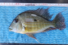 Geophagus