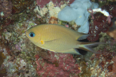Pycnochromis amboinensis