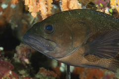 Epinephelus ongus
