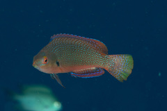 Cirrhilabrus punctatus