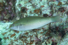 Stethojulis strigiventer