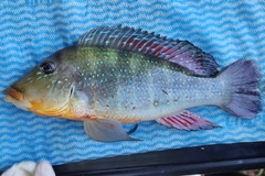 Retroculus xinguensis