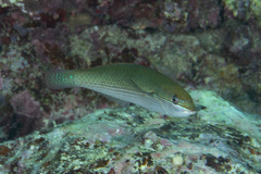 Stethojulis strigiventer