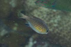 Pycnochromis vanderbilti