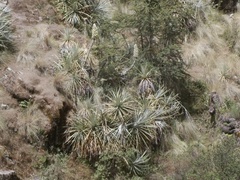 Puya weberbaueri