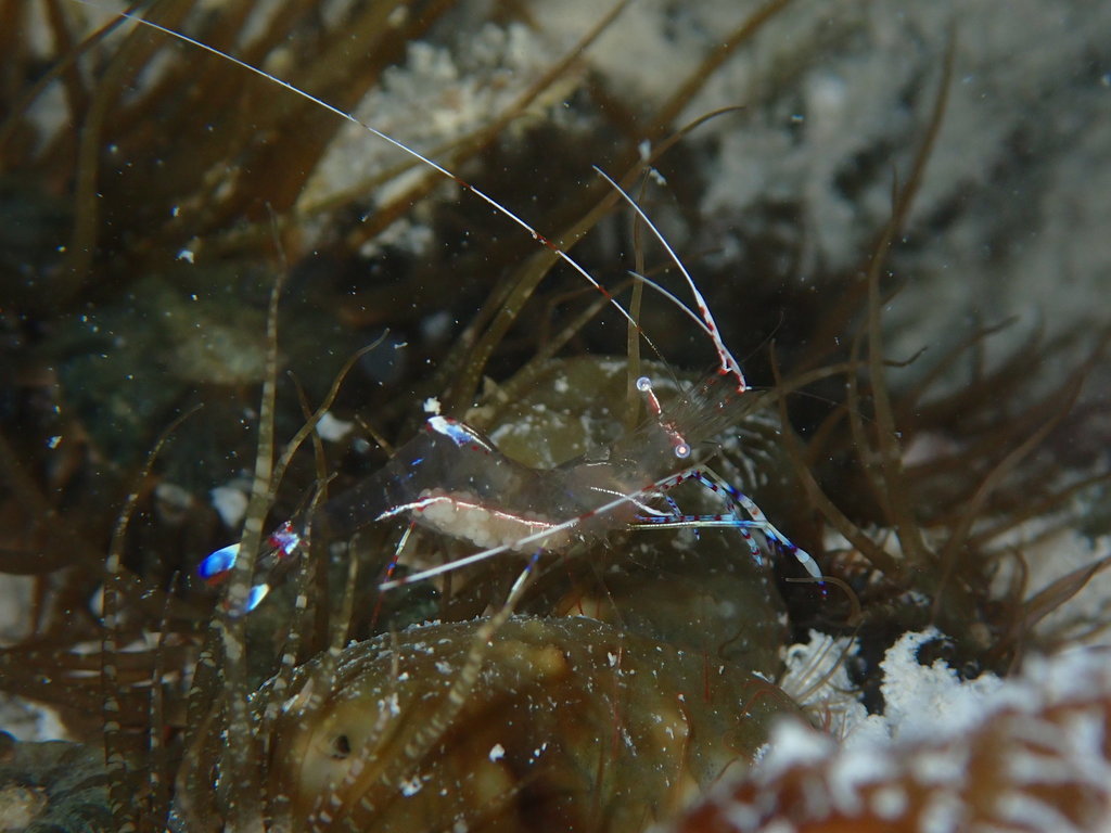 Photo of Pederson's cleaner shrimp (Ancylomenes pedersoni)