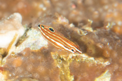 Halichoeres biocellatus