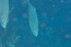 Craterognathus plagiotaenia