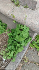 Menispermum dauricum