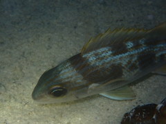 Haemulon sciurus